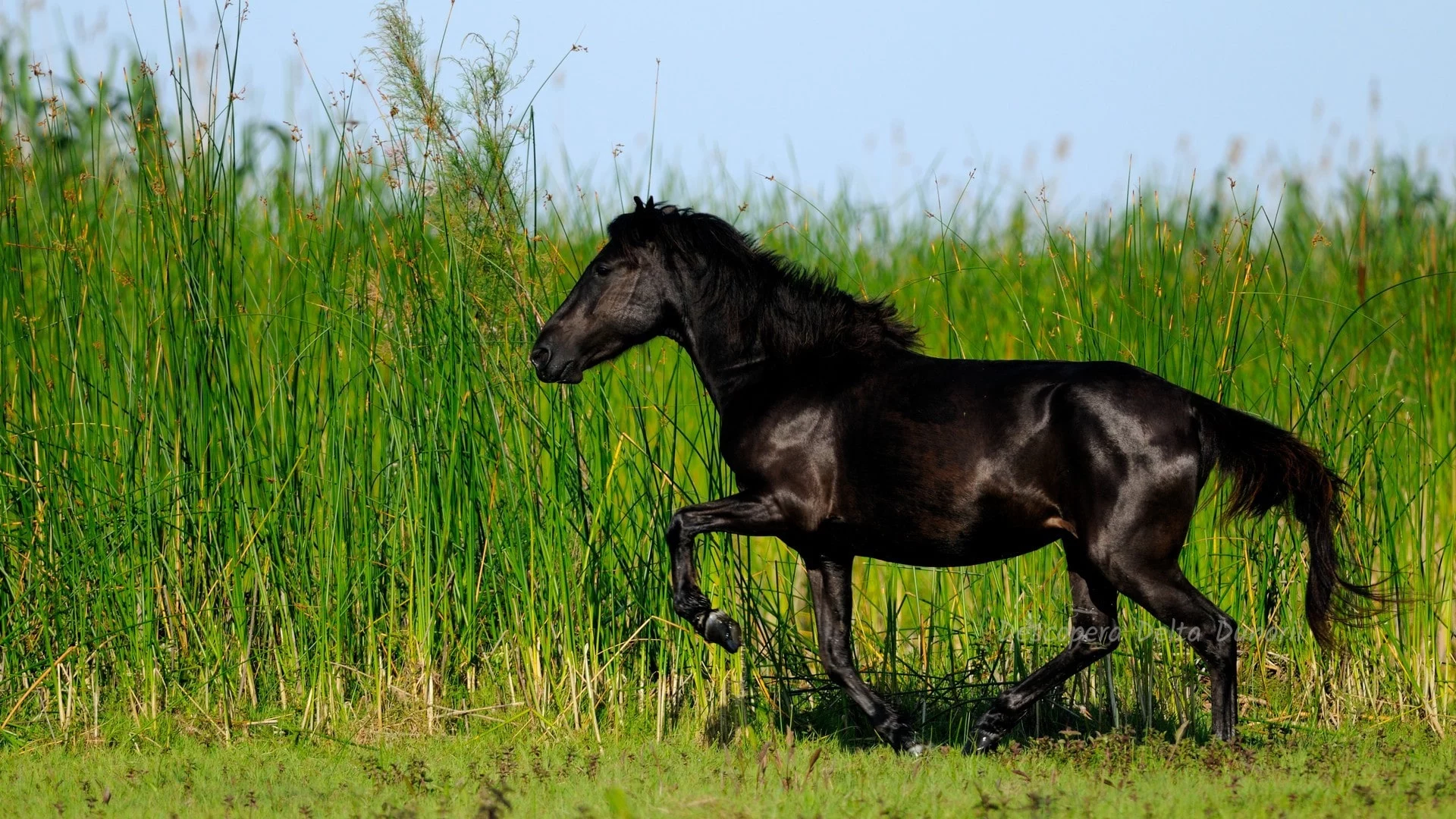 cal sălbatic în Delta Dunării; sursă foto: descoperadeltadunarii.ro
