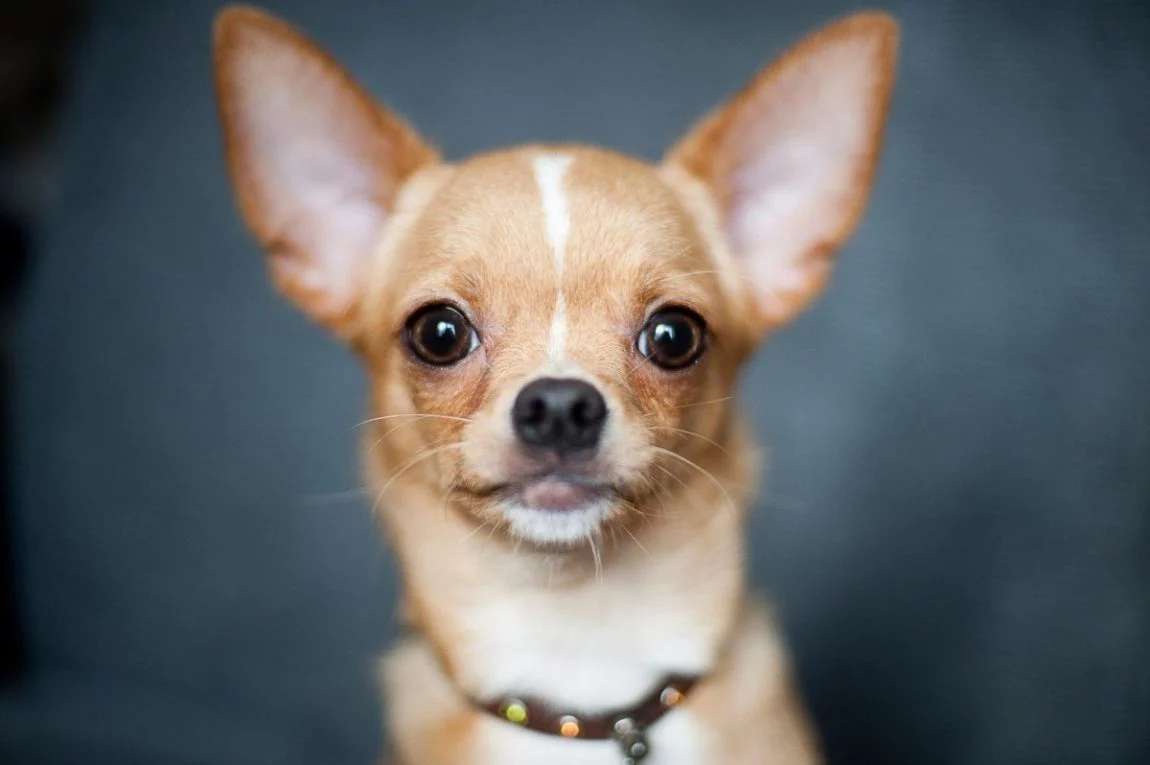 Chihuahua care privește 