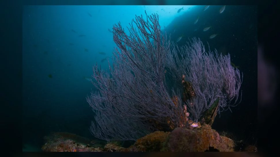 coralul negru; sursă foto: livescience.com