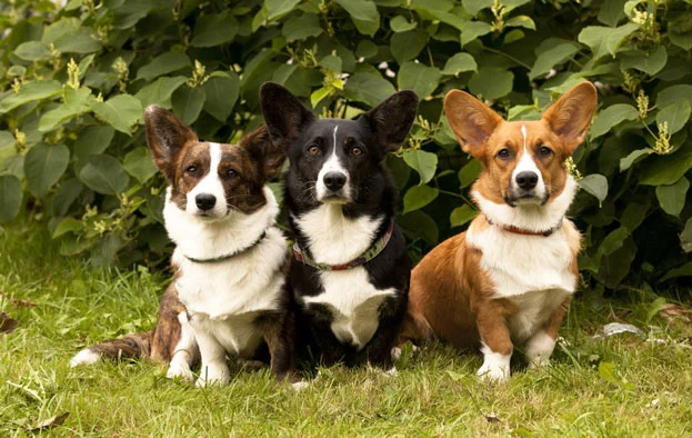 Regina Elisabeta a II-a iubea câinii Corgi sursă foto: europenet.com