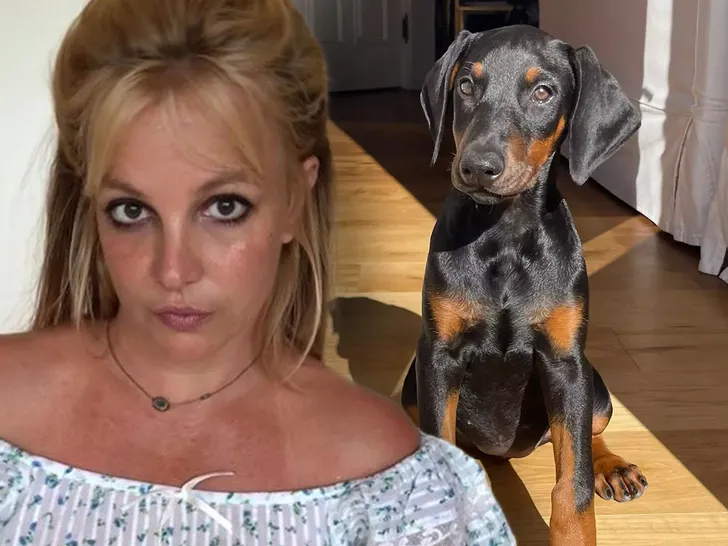 sursă foto:pethelpful.com; Britney Spears și câinele acesteia