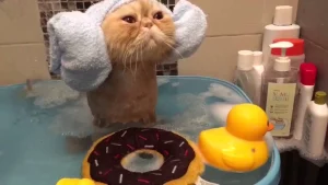 Pisicuță care face baie; sursă foto: cupisici.ro