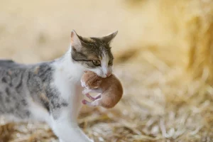 Pisicuță care își cară puiuțul: sursă foto: veterinarladomiciliu.ro