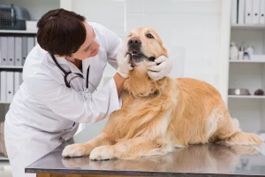 sursă foto:aveterinaroradea.ro
