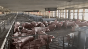 contoale la fermele de porci; sursă foto: adevaraul.ro