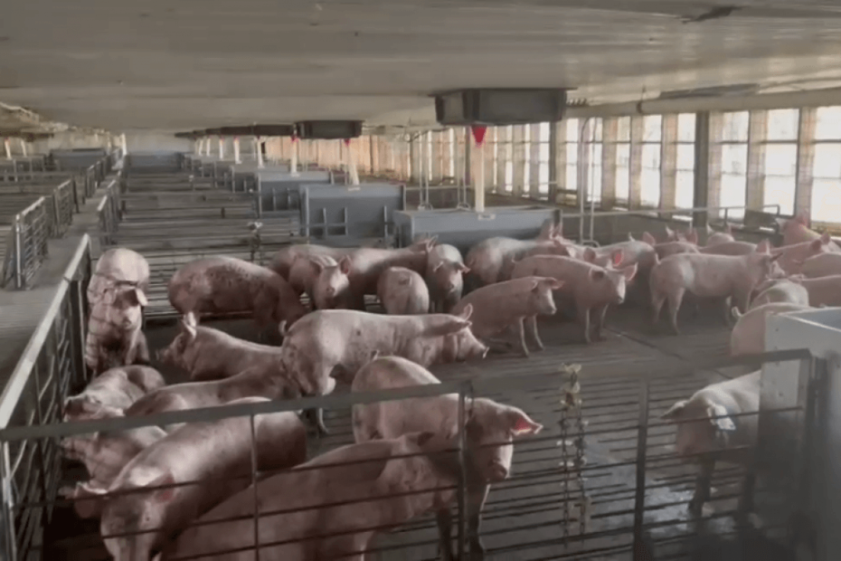 contoale la fermele de porci; sursă foto: adevaraul.ro