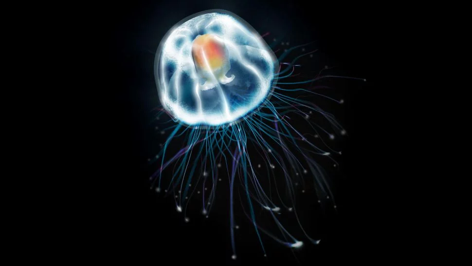 meduzele nemuritoare: sursă foto: livescience.com
