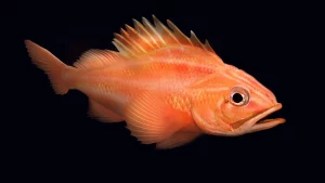 peștele de stâncă roșie: sursă foto: livescience.com