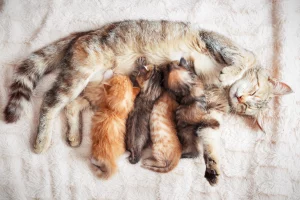pisicia și puii ei; sursă foto: divahair.ro