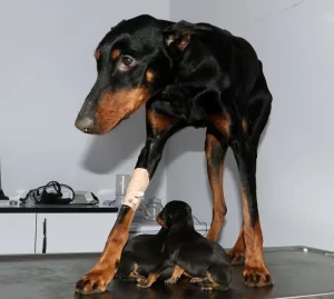 Shila a fost salvată de veterinari: foto:newara.com