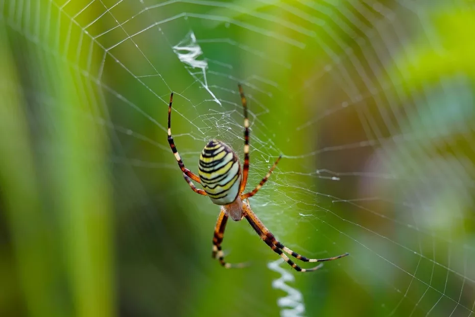 Care sunt printre cele mai mici insecte din lume?
