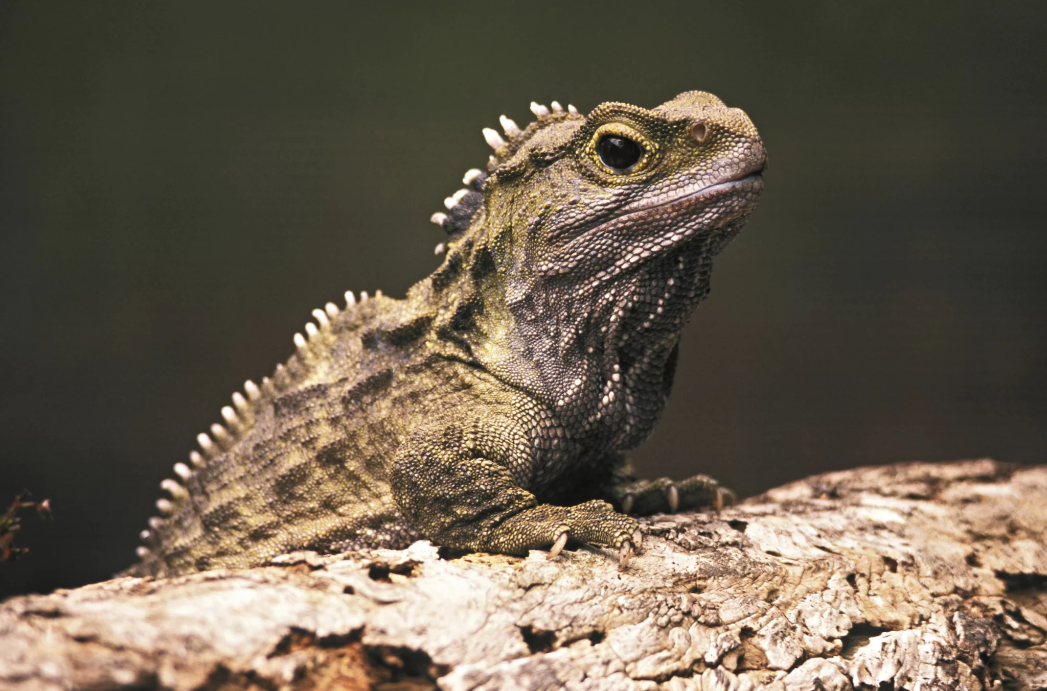 sursă foto:bbcearth.com;Tuatara sunt singurii supraviețuitori ai unei linii genetice care își are originea în perioada triasică timpurie