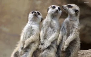sursă foto: debanat.ro; lumea crudă a suricatelor