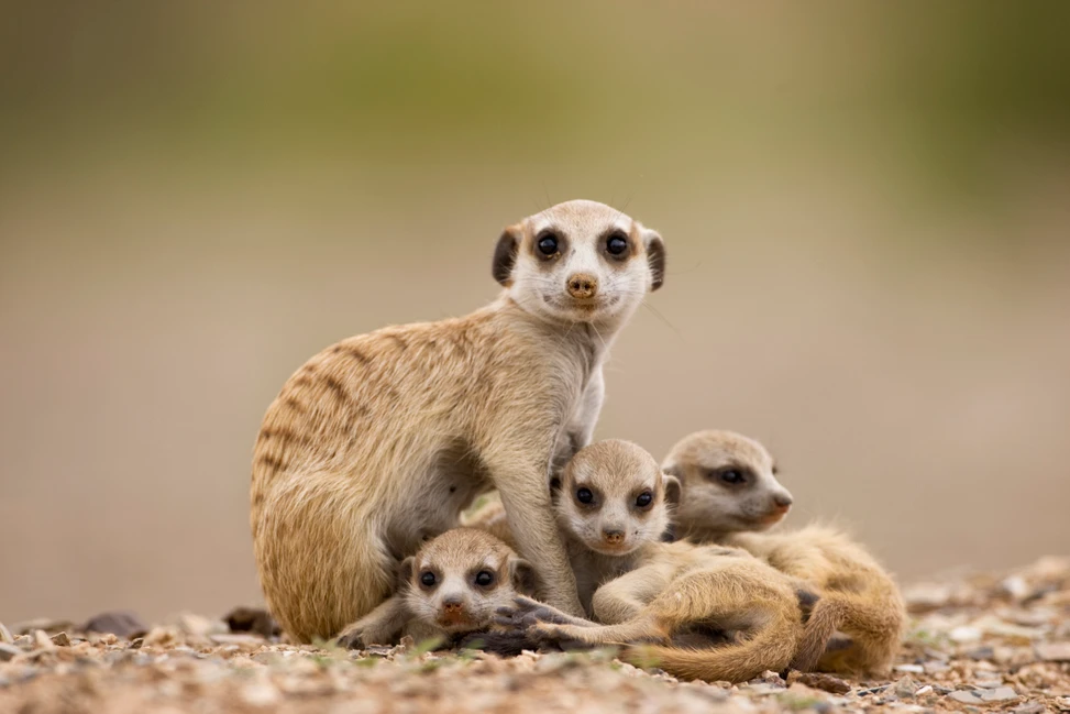 sursă foto: www.discoverwildlife.com; doar matriarhul are dreptul de a se reproduce.