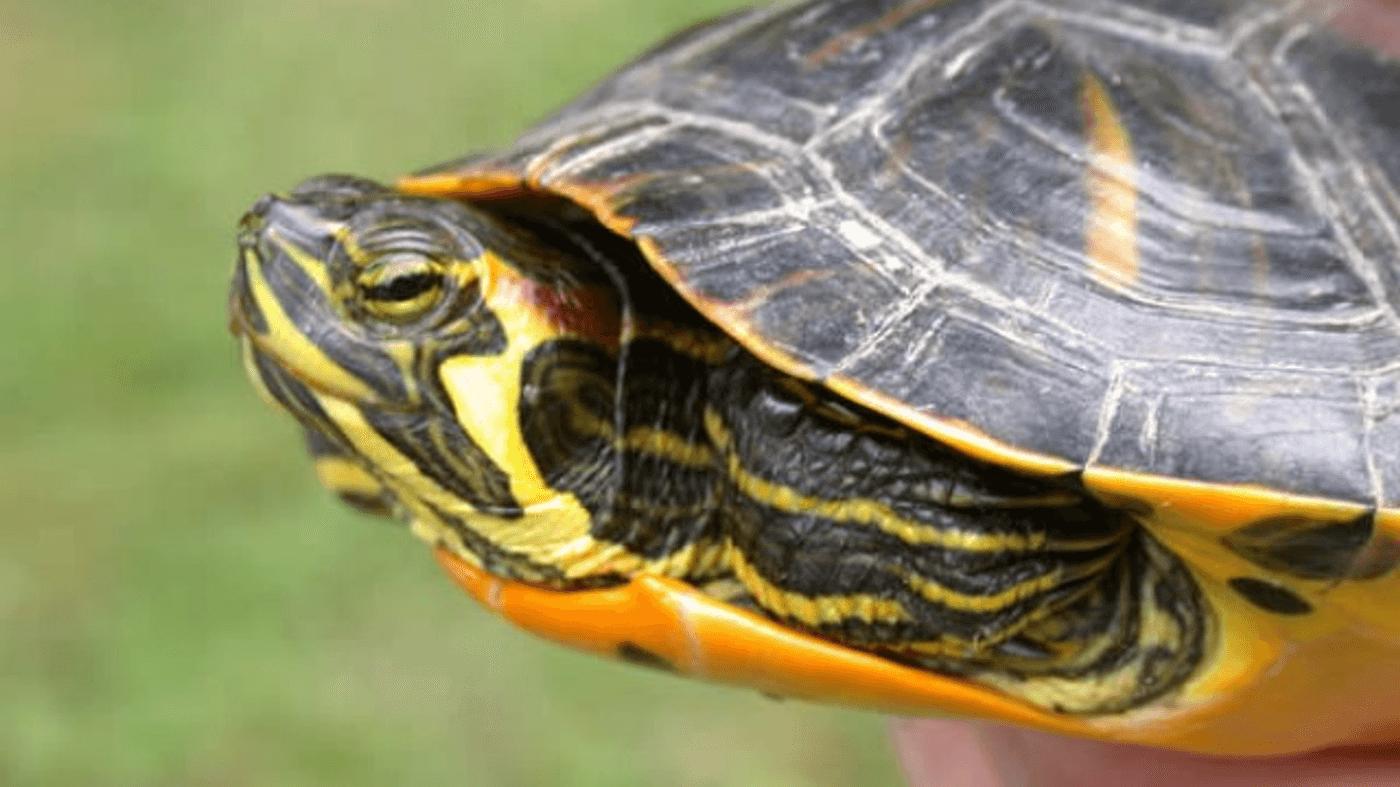 Apa din acvariul țestoasei: Broască țestoasă