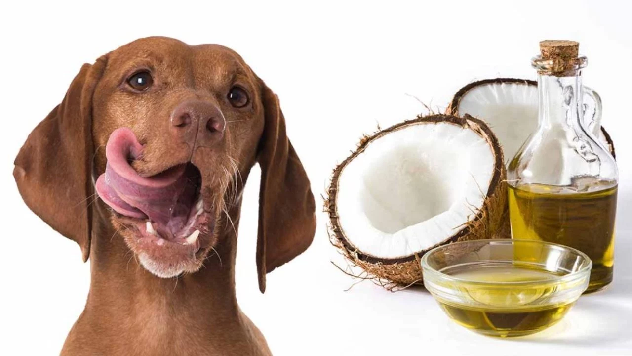 efectele benefice ale uleiului de cocos; sursă foto: cutzucutzu.com