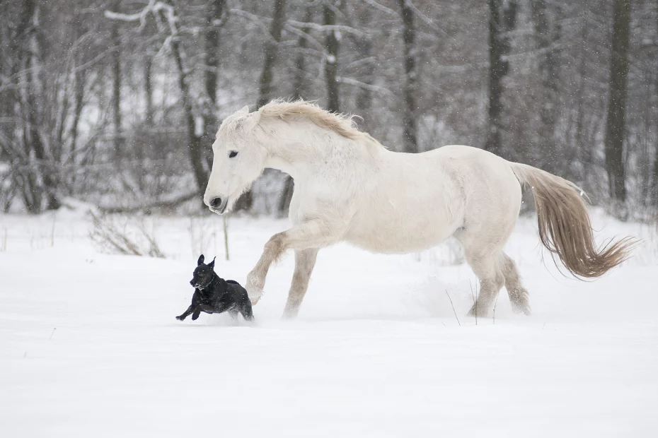 cal din rasa Lipițan; sursă foto animalepierdute.ro