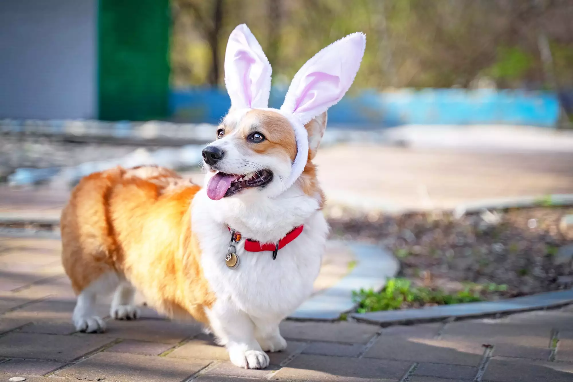 cățel deghizat în iepuraș;sursă foto: dailypaws.com