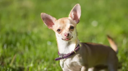 cățel din rasa Chihuahua; sursă foto: usatoday.com