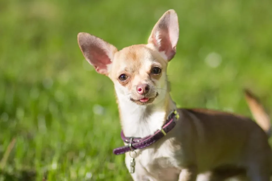 Chihuahua sunt mai agresivi decât Pitbull.