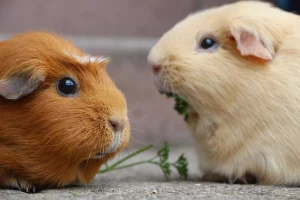 doi porcușori de Guineea; sursă foto: fera.ro