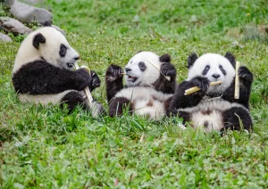 familie de urși panda; sursă foto: digi24.ro