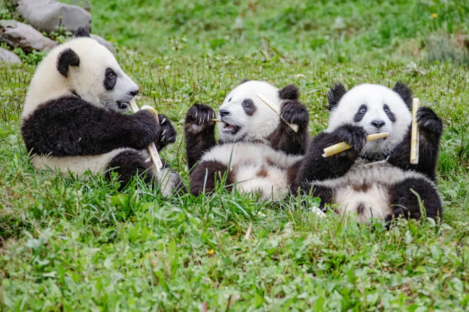 familie de urși panda; sursă foto: digi24.ro