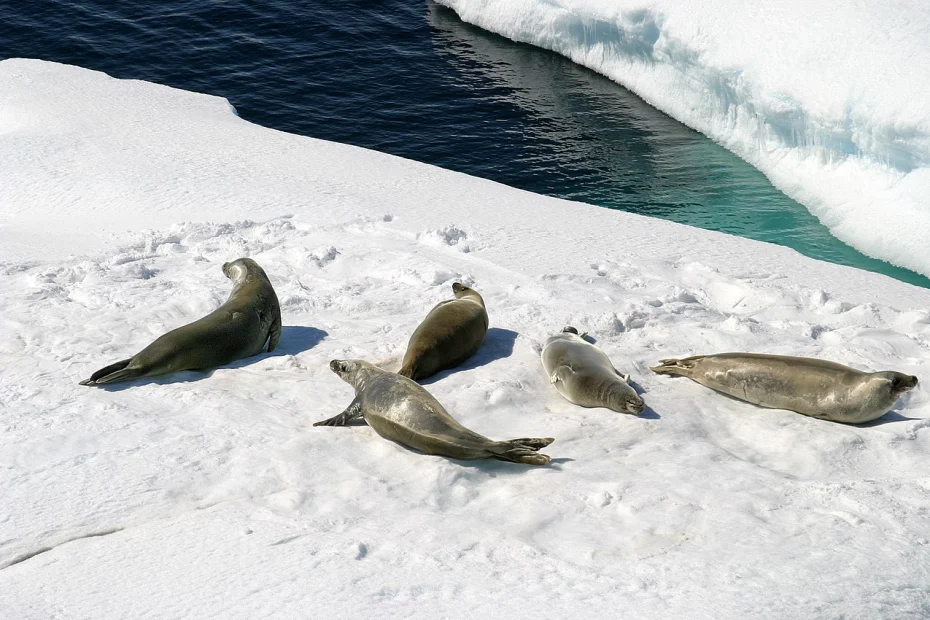 un grup de foci; sursă foto: destepti.ro