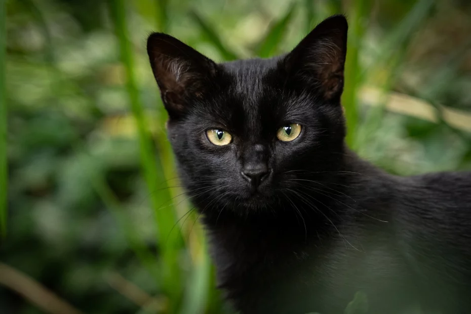 pisica neagră; sursă foto: evz.ro