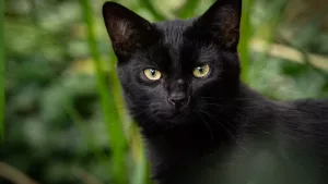 Ai o pisică neagră și nu știi ce nume să îi pui? sursă foto: evz.ro