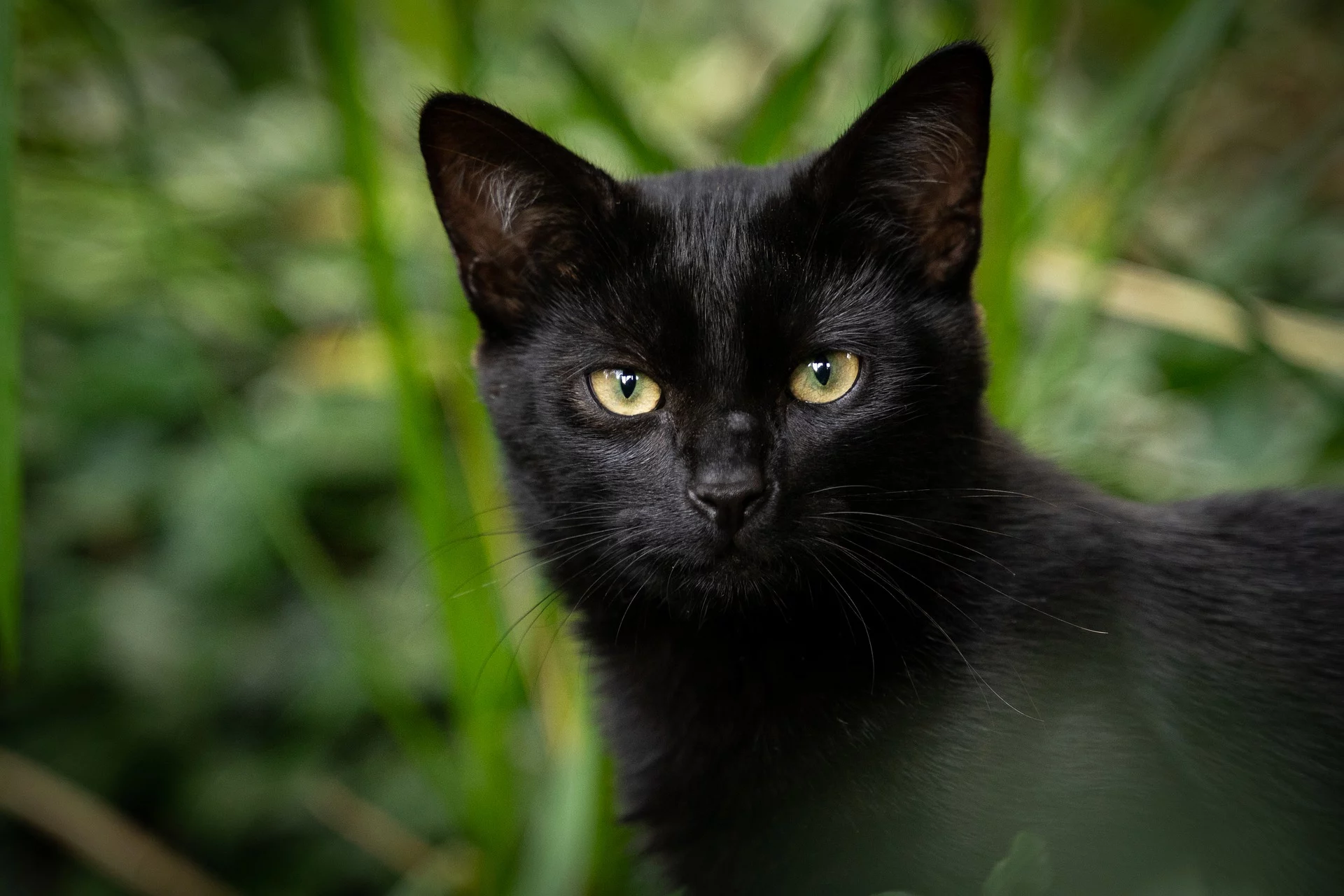 pisica neagră; sursă foto: evz.ro