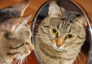 felină care se uită în oglindă; sursă foto: playtech.ro