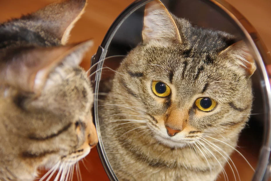 felină care se uită în oglindă; sursă foto: playtech.ro