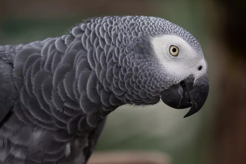 papagalul gri african; sursă foto: E-vet.ro