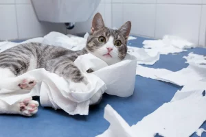 pisica în baie; sursă foto: rover.com