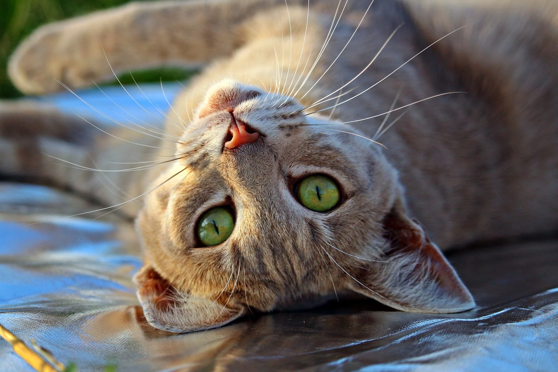 pisică cu ochi verzi ;sursa foto:divahair.ro