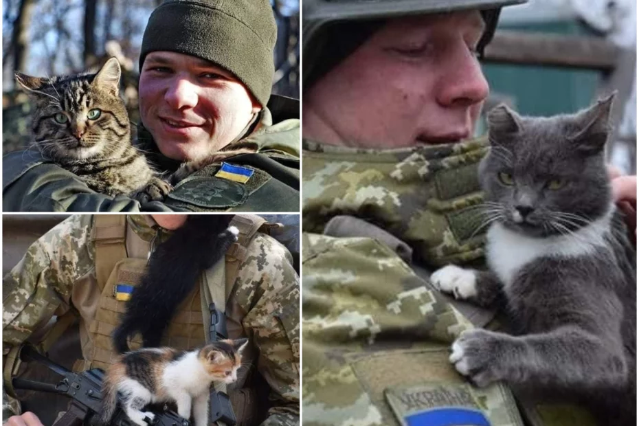 pisici pe frontul din Ucraina; sursă foto: stirileprotv.ro