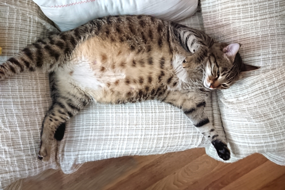 pisicuță obeză; sursă foto: jurnalul.ro