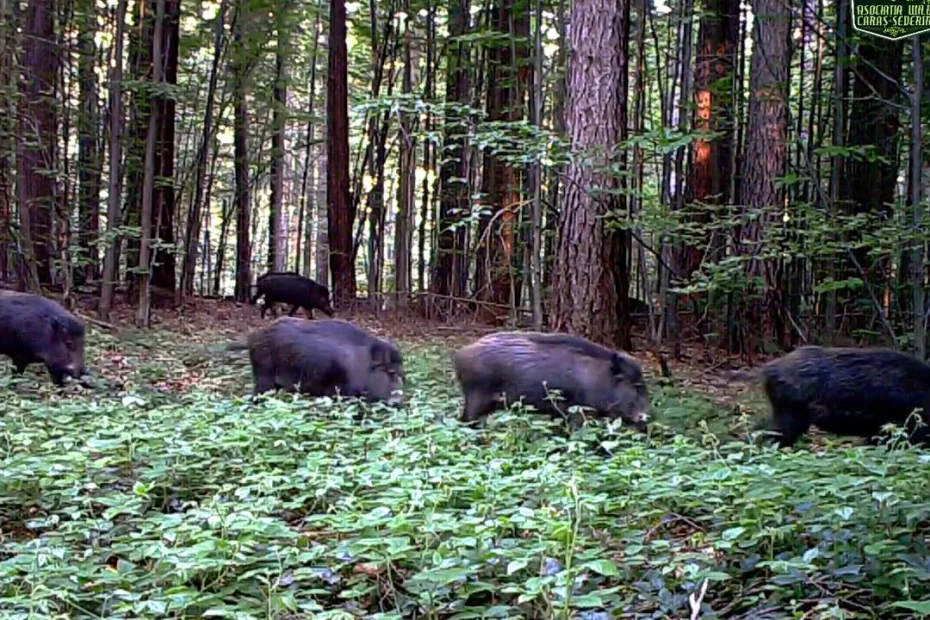 turmă de porci mistreți; sursă foto: youtube.com