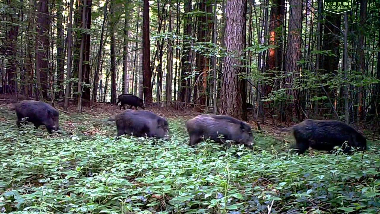 turmă de porci mistreți; sursă foto: youtube.com