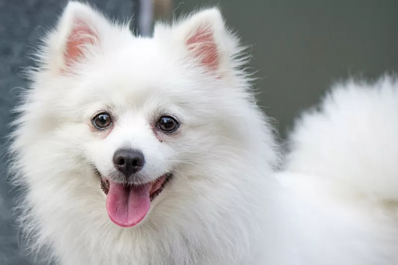 American Eskimo Dog; sursă foto: lovetoknowpets.com