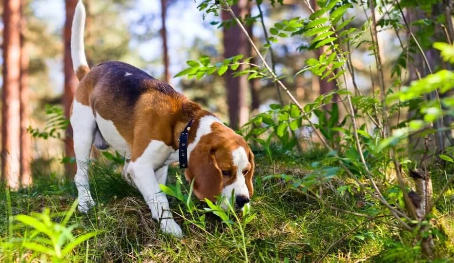 Câine salvat de o poștăriță. sursă foto: rover.com