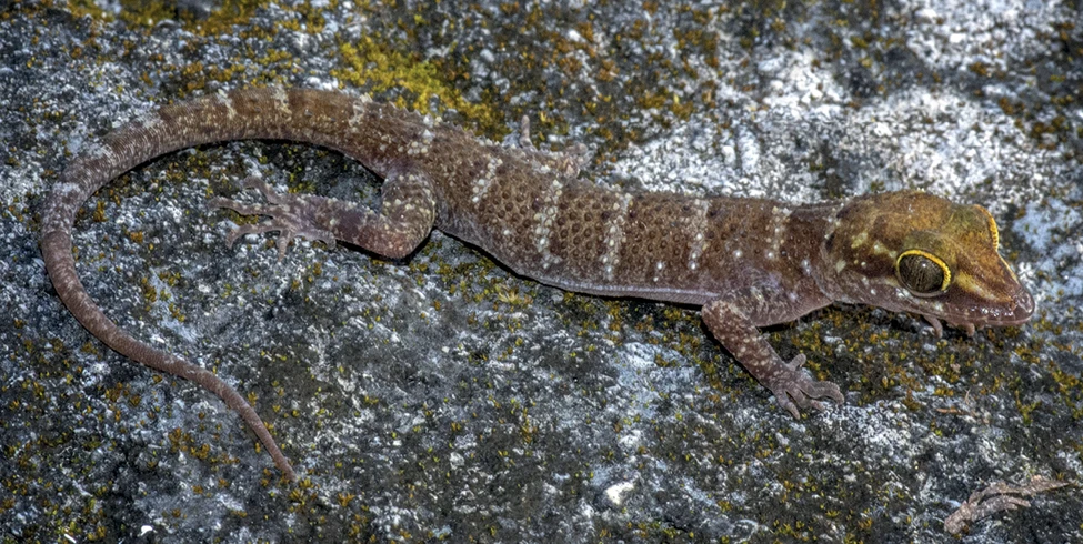 yrtodactylus santana este primul gecko cu degete îndoite descris la nivel de specie din țară. sursă foto: Chan Kin Onn; discoverwildanimals.,com