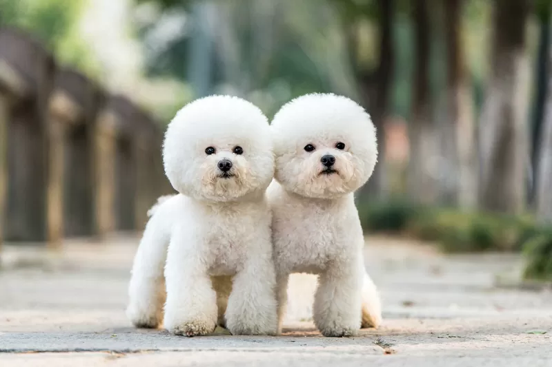 exemplare superbe de Bichon Frise; sursă foto: lovetoknowpets.com