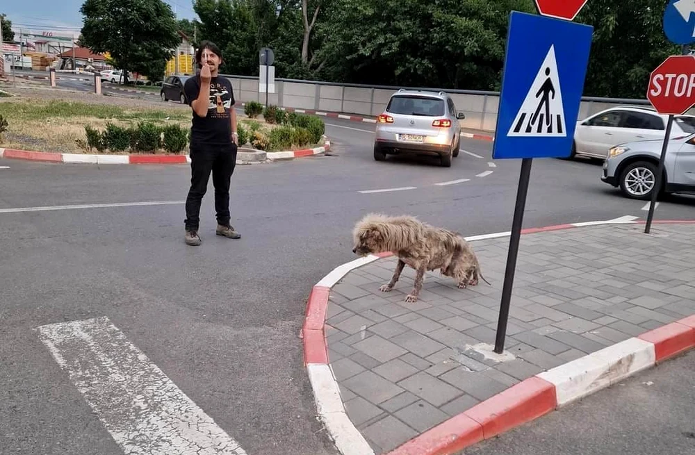 Calvin, ciobănescul mioritic salvat de Asociația Help Lăbuș; sursă foto: Asociația Help Lăbuș