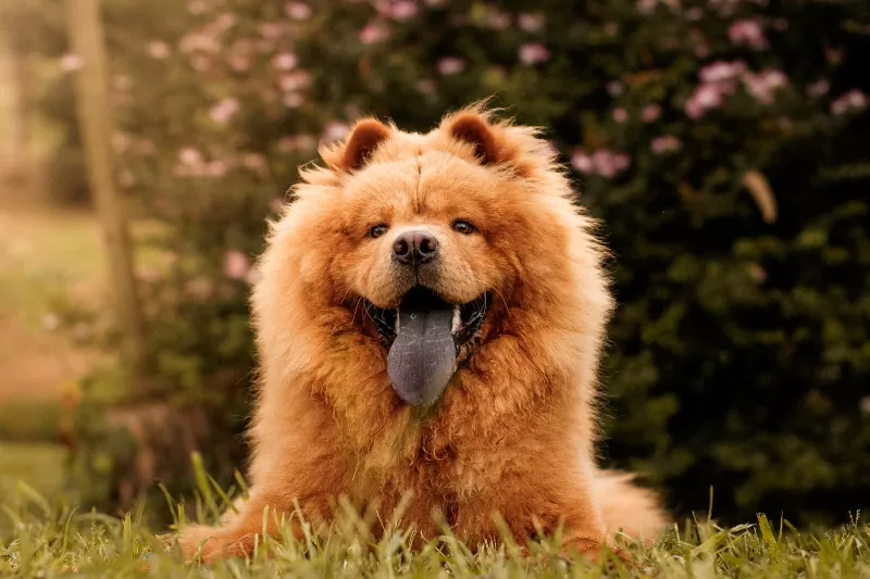 Chow Chow, câinele cu limba albastră; sursă foto: lovetoknowpets.com