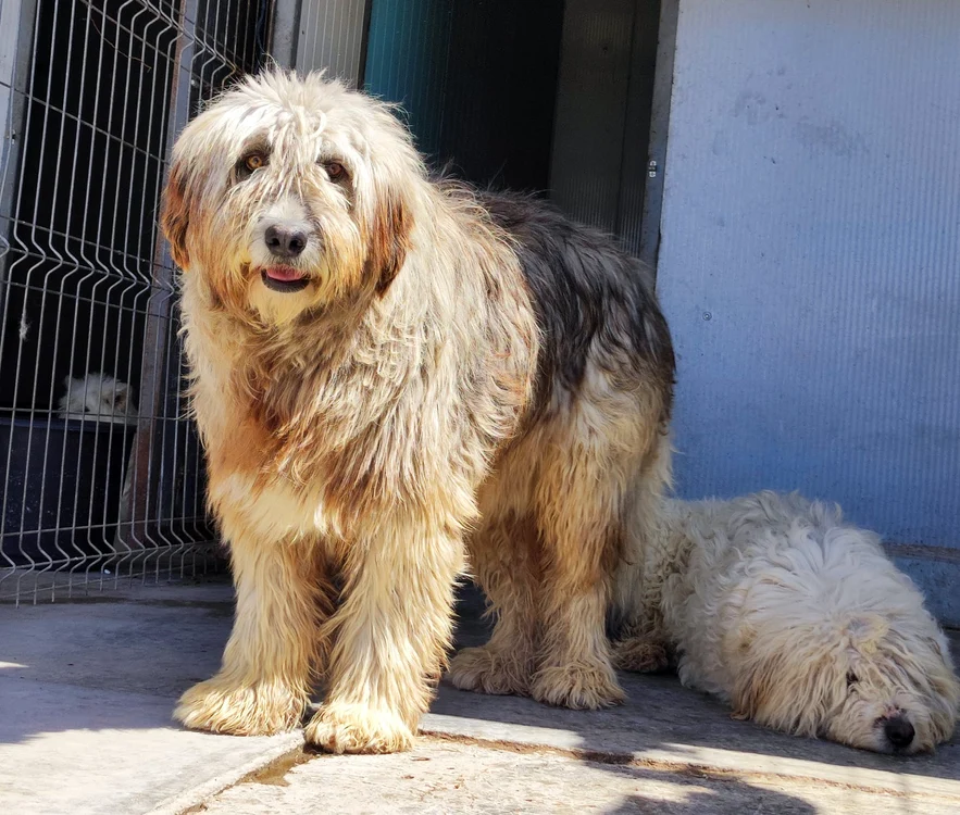 Ciobănescul mioritic Calvin, după ce a fost îngrijit timp de 10 luni în adăpostul Help Lăbuș; sursă foto: Asociația Help Lăbuș