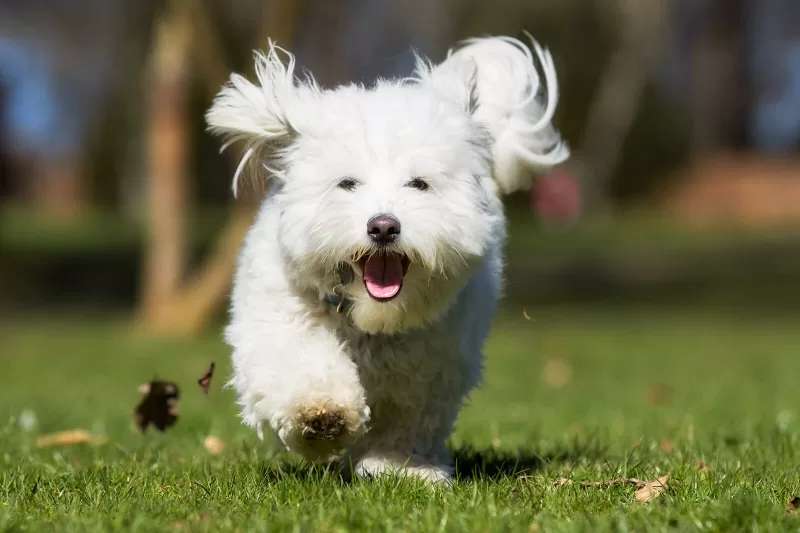 Coton de Tulear; sursă foto: lovetoknowpets.com