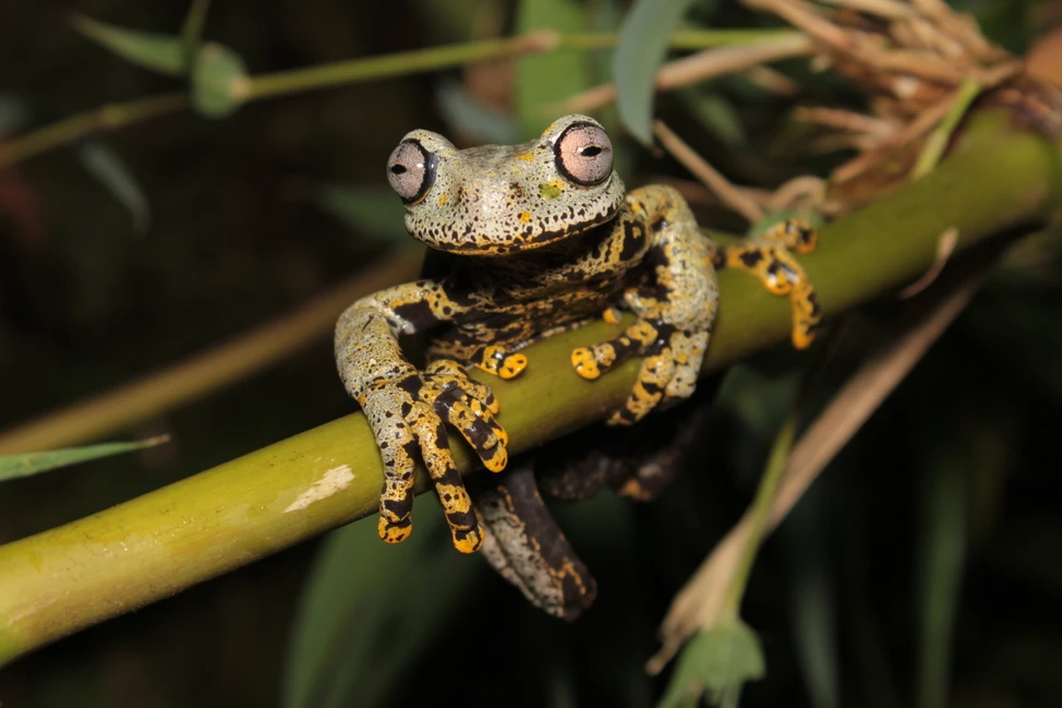 Hyloscirtus tolkieni a fost numit în onoarea lui J.R.R.Tolkien. sursă foto: Juan C. Sánchez-Nivicela; dicoverwildlife.com