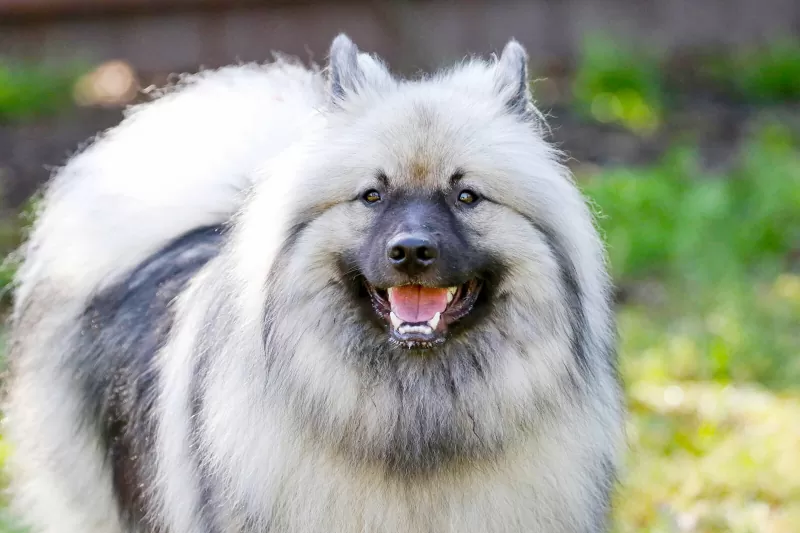 Keeshond superb; sursă foto: lovetoknowpets.com